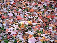 fall colors 10